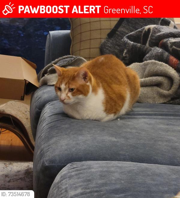 Lost Female Cat last seen Oakleaf Rd, South Buckhorn, Paris View, Greenville, SC 29609