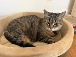 Lost Female Cat last seen Helen, Lafayette, CA 94549