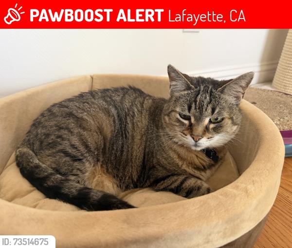 Lost Female Cat last seen Helen, Lafayette, CA 94549