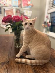 Lost Male Cat last seen Morrison Rd and Cedarvale Farm Pkwy, Midland, NC 28107
