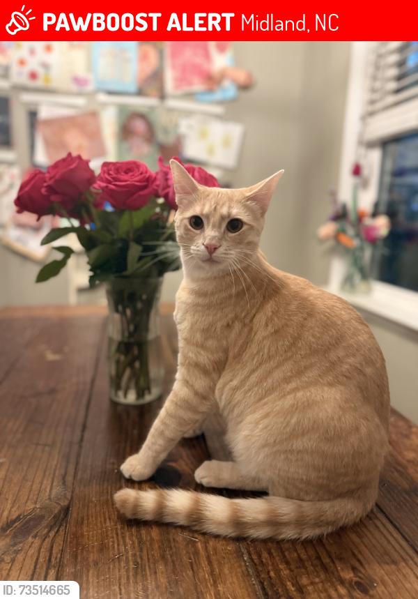 Lost Male Cat last seen Morrison Rd and Cedarvale Farm Pkwy, Midland, NC 28107