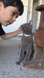 Found/Stray Male Cat last seen Alastair & Thomas Pasadena TX, Pasadena, TX 77506