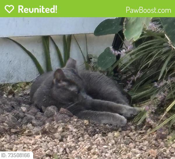 Reunited Female Cat last seen Aldens Oak & Wellington Ct, Houston, TX 77339