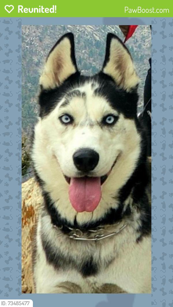 Reunited Male Dog last seen Central and 50th st, Albuquerque, NM 87105
