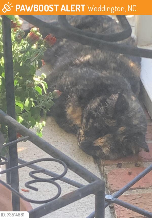 Found/Stray Female Cat last seen Weddington Matthews and Michelle, Weddington, NC 28104