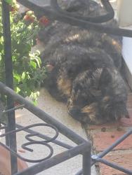 Found/Stray Female Cat last seen Weddington Matthews and Michelle, Weddington, NC 28104