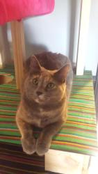 Lost Female Cat last seen tripoli st, Grand prairie, Grand Prairie, TX 75050