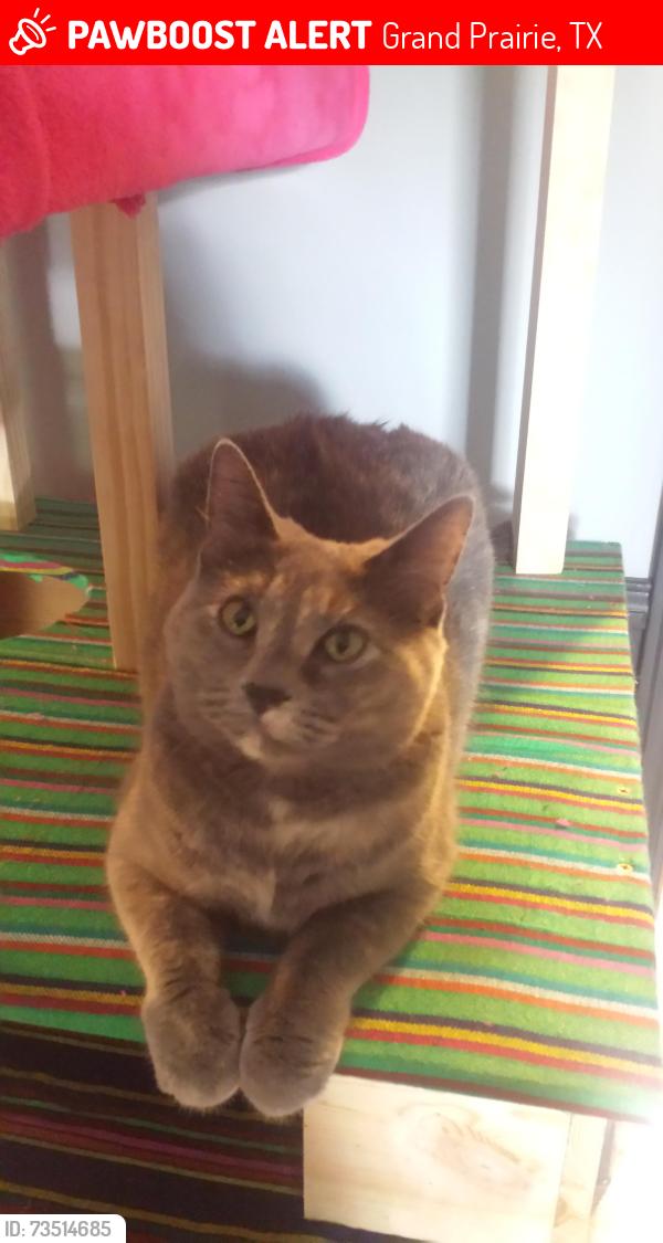 Lost Female Cat last seen tripoli st, Grand prairie, Grand Prairie, TX 75050