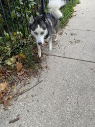 Reunited Male Dog last seen Columbia and Ashland, Chicago, IL 60626