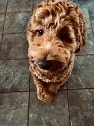 Lost Male Dog last seen Diplomat and 24th St., Cape Coral, FL 33993