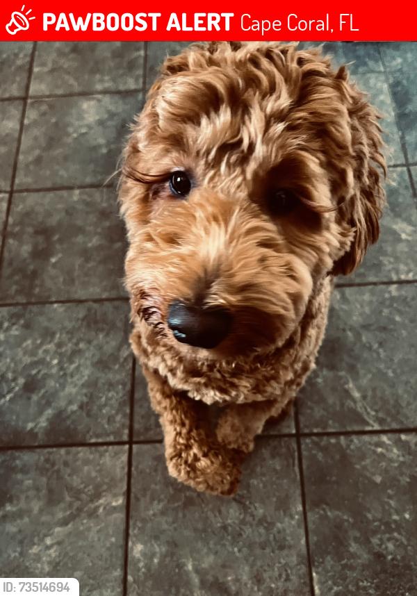 Lost Male Dog last seen Diplomat and 24th St., Cape Coral, FL 33993