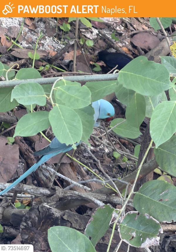Found/Stray Unknown Bird last seen Gulfshore Dr, Naples, FL 34108
