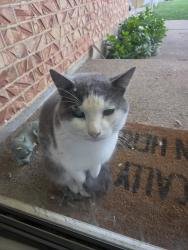 Found/Stray Male Cat last seen 83rd and s may, Oklahoma City, OK 73159