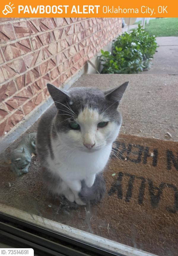 Found/Stray Male Cat last seen 83rd and s may, Oklahoma City, OK 73159