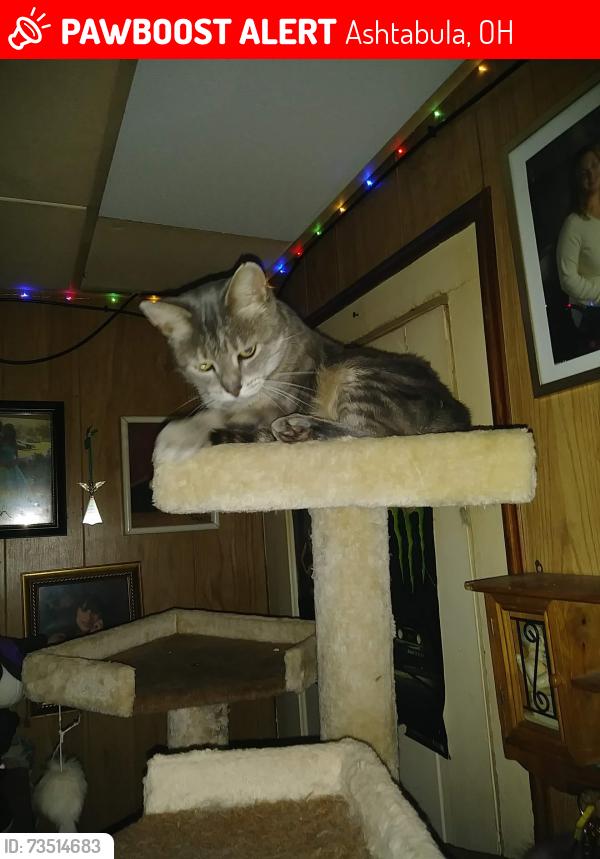 Lost Female Cat last seen Off of Main st Ashtabula, Ashtabula, OH 44004