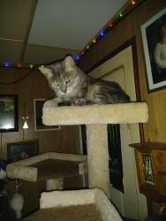 Lost Female Cat last seen Off of Main st Ashtabula, Ashtabula, OH 44004