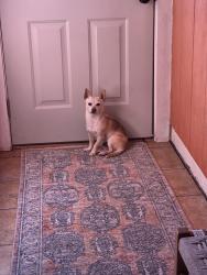 Reunited Male Dog last seen Peak View St, Flagstaff, AZ 86001, USA, Flagstaff, AZ 86001
