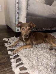 Reunited Male Dog last seen Near N Fwy frontage Rd, Fort Worth, TX 76111