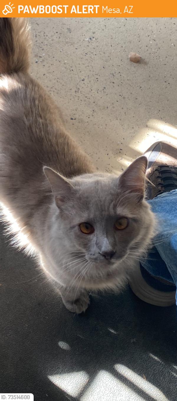 Found/Stray Male Cat last seen Alma School & Baseline, Park Place HOA, Mesa 85202, Mesa, AZ 85205