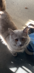 Found/Stray Male Cat last seen Alma School & Baseline, Park Place HOA, Mesa 85202, Mesa, AZ 85205