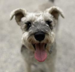 Shelter Stray Male Dog last seen kipling and 27th, Wheat Ridge, CO, 80215, 580 McIntyre St, Golden, CO 80401, USA