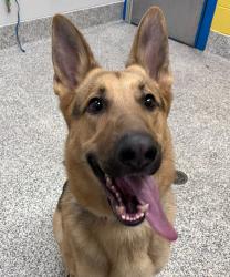 Shelter Stray Male Dog last seen Near W 20th Ave, Lakewood, CO, 80401, 580 McIntyre St, Golden, CO 80401, USA