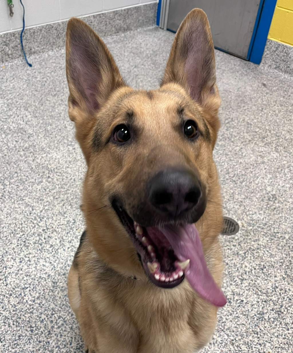 Shelter Stray Male Dog last seen W 20th Ave & Denver W Pkwy, Lakewood, CO, 80401, 580 McIntyre St, Golden, CO 80401, USA