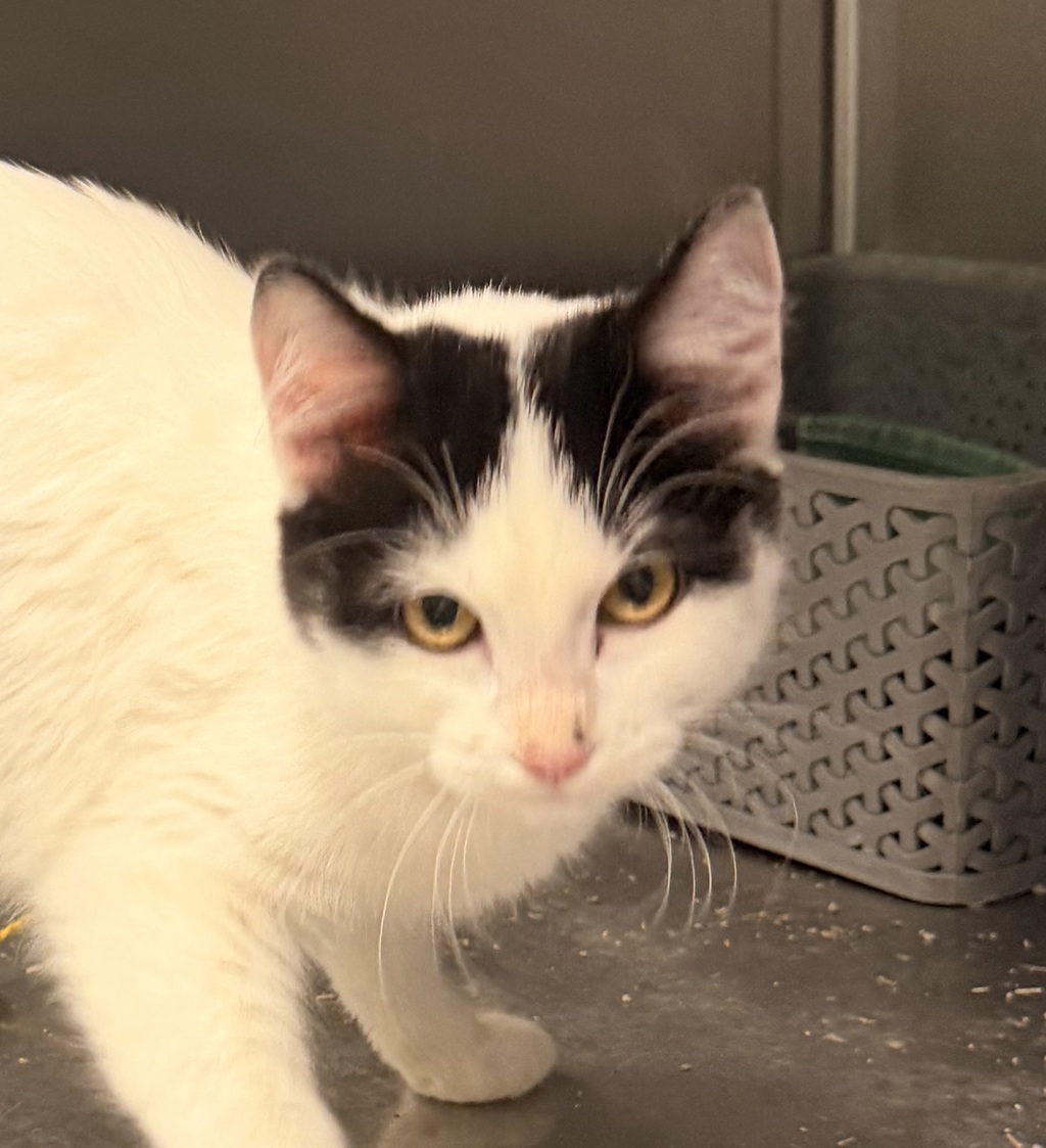 Shelter Stray Female Cat last seen W 5th Ave and S Wadsworth Blvd, Lakewood, CO, 80214, 580 McIntyre St, Golden, CO 80401, USA