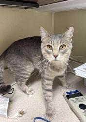 Shelter Stray Male Cat last seen Near block of chowen springs loop, GREAT FALLS, MT, 59405, 1010 25th Ave NE, Great Falls, MT 59404, USA