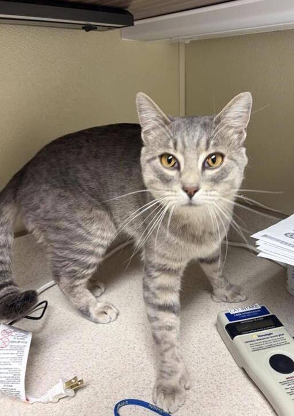 Shelter Stray Male Cat last seen Near block of chowen springs loop, GREAT FALLS, MT, 59405, 1010 25th Ave NE, Great Falls, MT 59404, USA