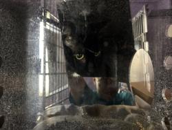 Shelter Stray Female Cat last seen Near E 169th Street, BRONX, NY, 10452, 326 E 110th St, New York, NY 10029, USA