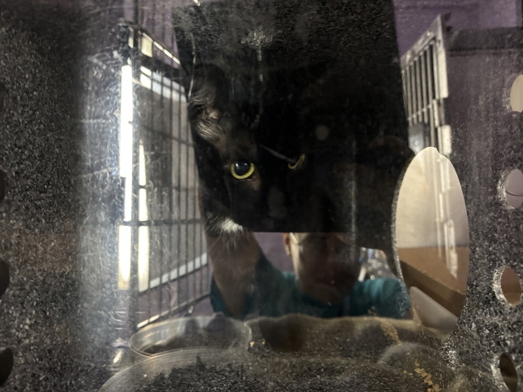 Shelter Stray Female Cat last seen Near E 169th Street, BRONX, NY, 10452, 326 E 110th St, New York, NY 10029, USA