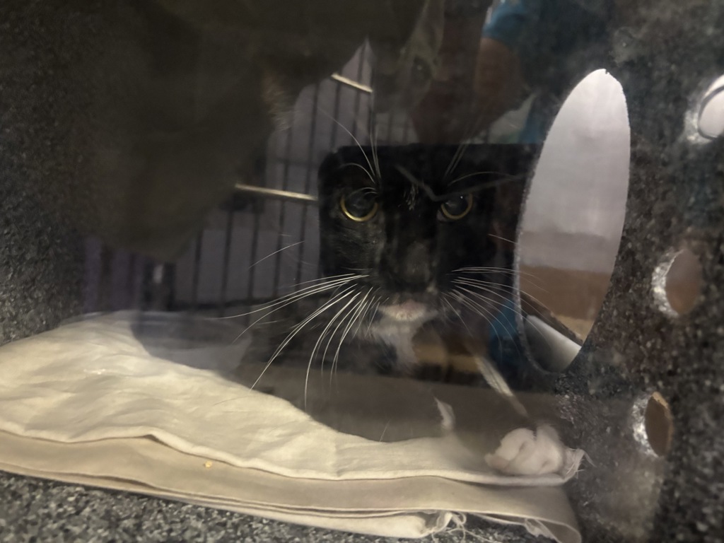 Shelter Stray Male Cat last seen Apt 5B,355 E 165 Street, BRONX, NY, 10456, 326 E 110th St, New York, NY 10029, USA