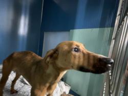 Shelter Stray Male Dog last seen Middletown Road, BRONX, NY, 10465, 326 E 110th St, New York, NY 10029, USA