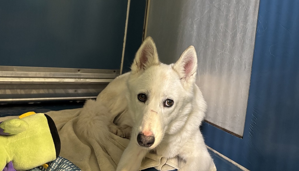 Shelter Stray Female Dog last seen Near Andrew’s Avenue, BRONX, NY, 10453, 326 E 110th St, New York, NY 10029, USA