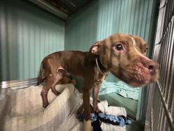 Shelter Stray Male Dog last seen Near Paulding Avenue, BRONX, NY, 10469, 326 E 110th St, New York, NY 10029, USA