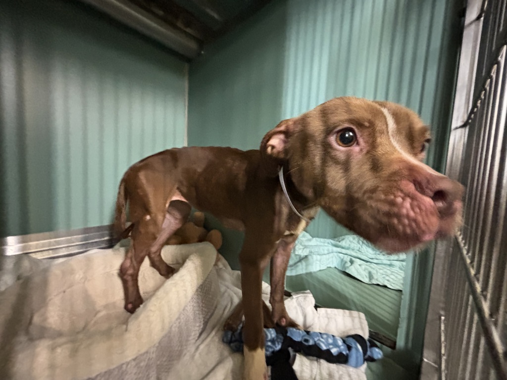 Shelter Stray Male Dog last seen Near Paulding Avenue, BRONX, NY, 10469, 326 E 110th St, New York, NY 10029, USA
