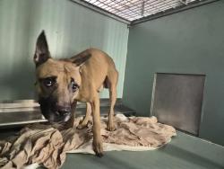 Shelter Stray Male Dog last seen Near Paulding Avenue, BRONX, NY, 10469, 326 E 110th St, New York, NY 10029, USA
