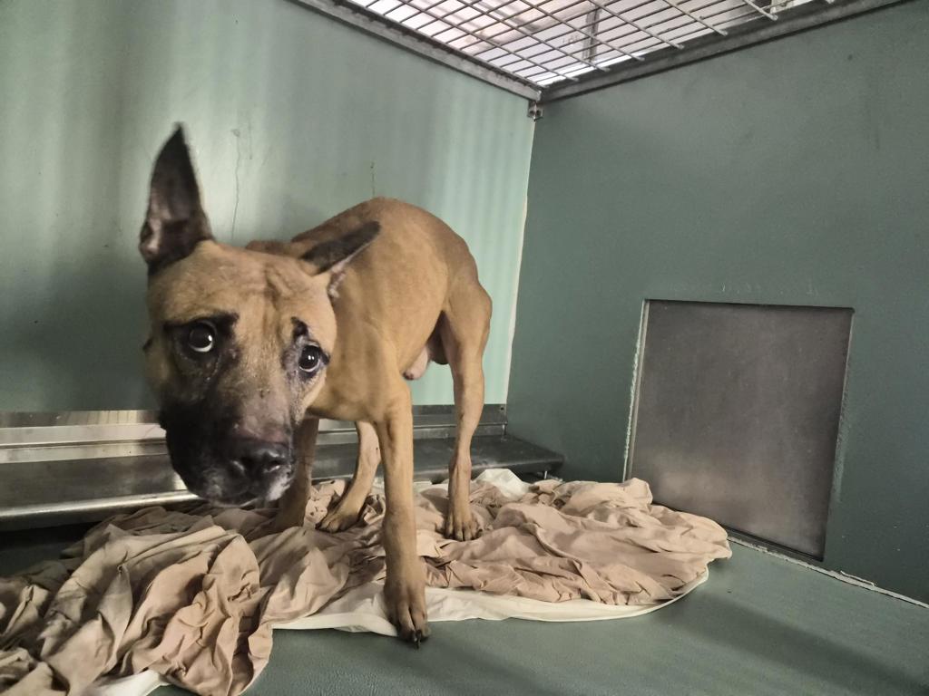 Shelter Stray Male Dog last seen Near Paulding Avenue, BRONX, NY, 10469, 326 E 110th St, New York, NY 10029, USA