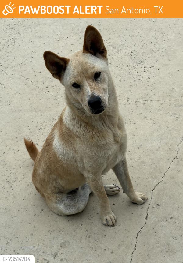 Found/Stray Female Dog last seen Basse Rd, San Antonio, TX 78216