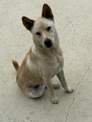 Found/Stray Female Dog last seen Basse Rd, San Antonio, TX 78216