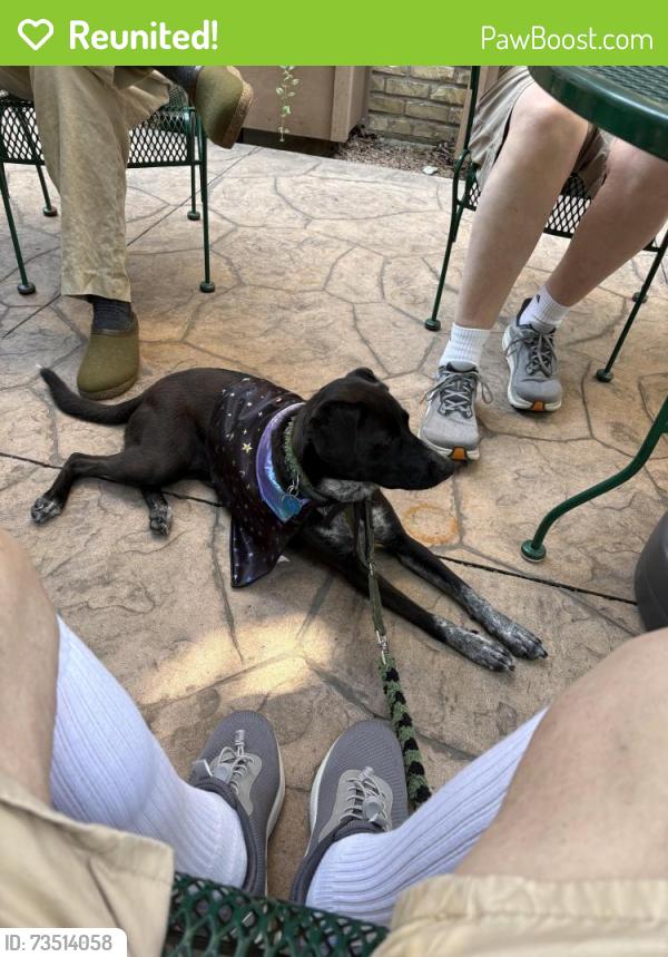 Reunited Female Dog last seen 44th St and 45th Ave, Eastmont, WA 98208