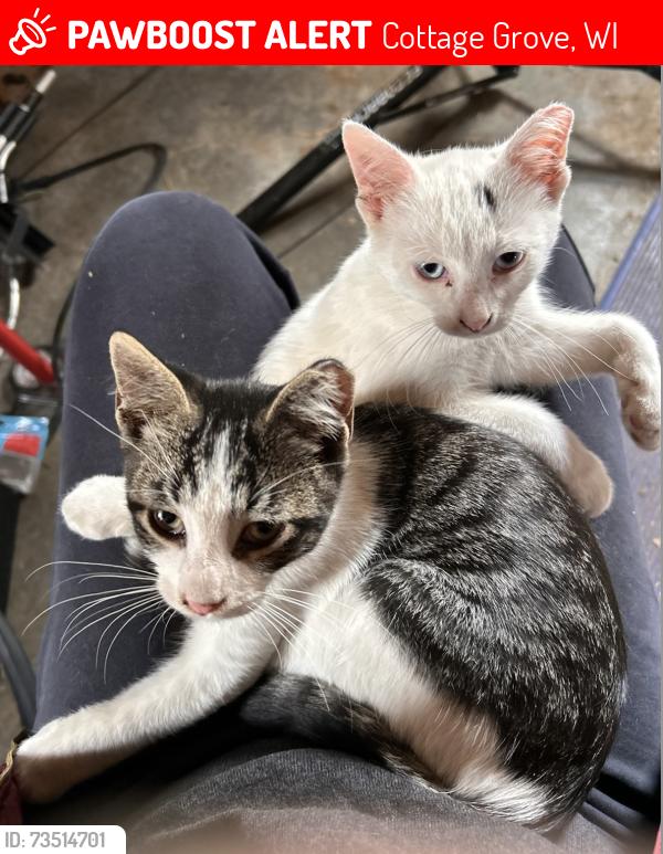 Lost Male Cat last seen N Star Rd and Schadel Rd, Cottage Grove, WI, Cottage Grove, WI 53527