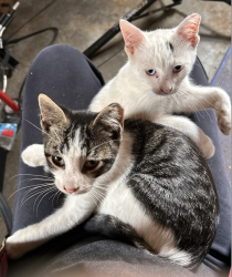 Lost Male Cat last seen N Star Rd and Schadel Rd, Cottage Grove, WI, Cottage Grove, WI 53527