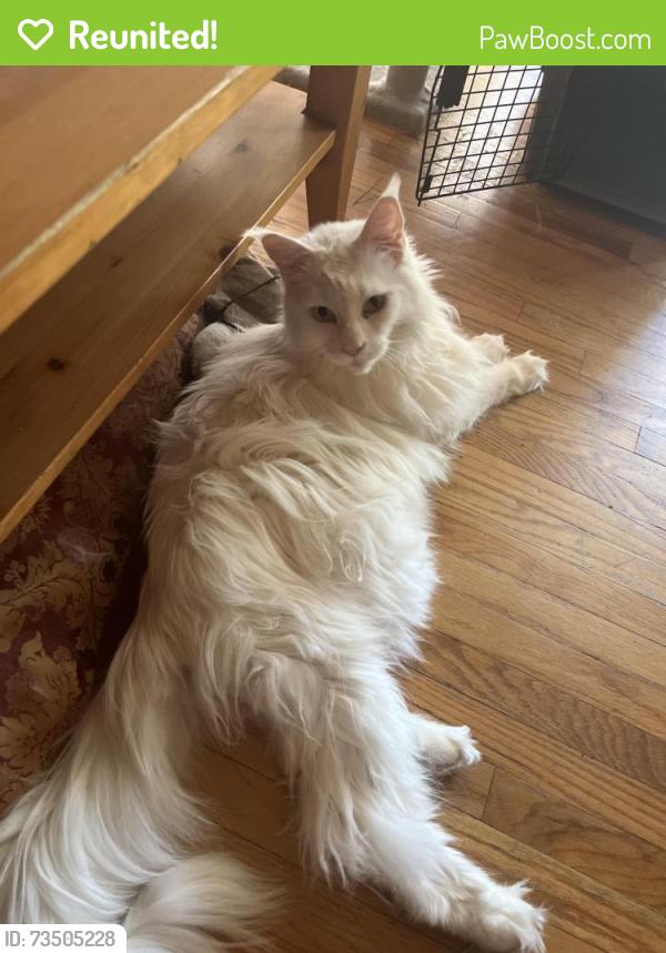 Reunited Male Cat last seen Chatsworth and zelzah, Los Angeles, CA 91344