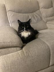 Lost Male Cat last seen Baldwin ave, West Covina, CA 91792