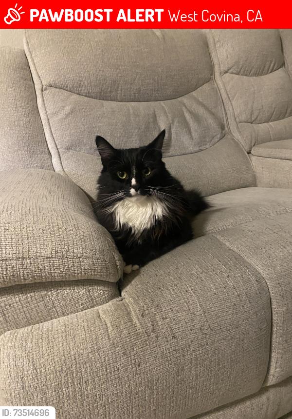 Lost Male Cat last seen Baldwin ave, West Covina, CA 91792