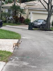 Found/Stray Unknown Dog last seen Essex park, Coconut Creek, FL 33073