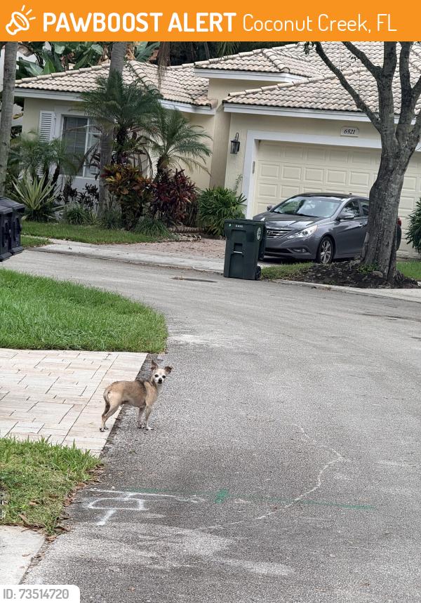 Found/Stray Unknown Dog last seen Essex park, Coconut Creek, FL 33073