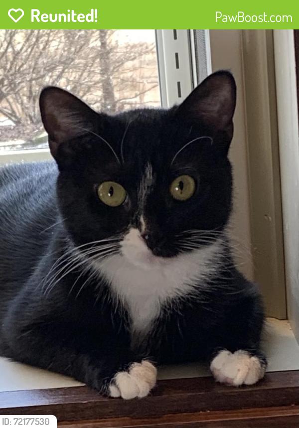 Reunited Female Cat last seen E.College Ave. and Massey, Westerville, Westerville, OH 43081
